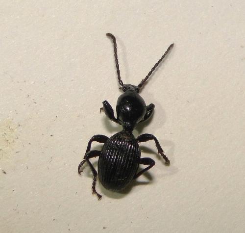 Réf. 209 057 : Disphaericus sp.